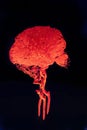 veins and blood flow of the brain of the human body on black background