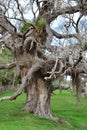 Detail vertical view of pohutukawa with curvy branches and aerial roots