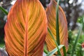 Colorful ficus leaves detail