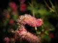 Detail of very nice pink flower