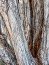 Detail of Very Old Paper Bark Eucalyptus Tree, Australia