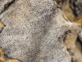 Detail of a very old piece of tree trunk whose fiber network has petrified on La Palma