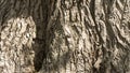 Poplar tree bark Royalty Free Stock Photo