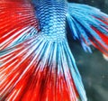 The detail view of Betta fish's tail