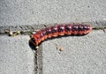 Big insect caterpillar Royalty Free Stock Photo