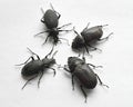 Black beetles and white background Royalty Free Stock Photo