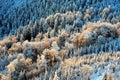 Detail view at colorful trees from Jested mountain peak. Cold winter morning forest, Czech republic. Royalty Free Stock Photo