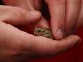 Detail view on the European green toad Bufo viridis Royalty Free Stock Photo