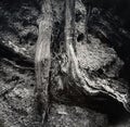 Exposed section of on old damaged tree trunk Royalty Free Stock Photo