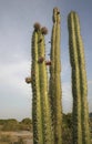 Detail view of flowering cardon cactus in summer in wetland unare lagoon Venezuela Royalty Free Stock Photo