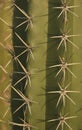 Detail view of flowering cardon cactus in summer in wetland unare lagoon Venezuela Royalty Free Stock Photo