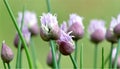 Fresh chive plant Royalty Free Stock Photo
