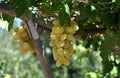 Fresh fruit grapes Royalty Free Stock Photo