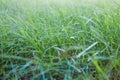 Detail view of green grass in garden in spring. image of purity and freshness of nature, copy space