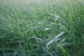 Detail view of green grass in garden in spring. image of purity and freshness of nature, copy space