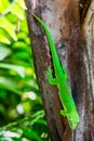 Detail view of a green lizard in a zoo Royalty Free Stock Photo