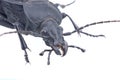Detail view of head of the black bug on a white background Royalty Free Stock Photo