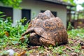 Detail view of old turtle on green grass Royalty Free Stock Photo