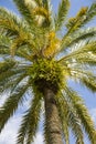 Detail view of palmtree top