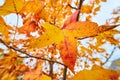 Detail view of perfect fall leaf of yellow and red Royalty Free Stock Photo