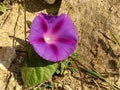 Detail view, purple flowers