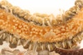 Tentacle of Starfish in Detail