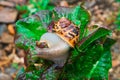 Detail view of a snail on a salad Royalty Free Stock Photo