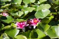 Detail view of three pink water lilies Royalty Free Stock Photo