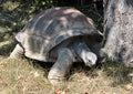 Animal - turtle