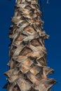 Detail view of the trunk of a Washingtonia fan palm tree set against a deep blue sky Royalty Free Stock Photo