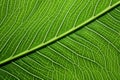 detail view of the veins on a cocoa leaf