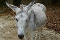 Detail view on white colored miniature donkey, in Latin Equus asinus f. asinus looking to the camera. Royalty Free Stock Photo