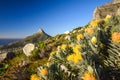 Detail view of yellow Pincushion Leucospermum flowers at Kasteelspoort Hiking Trail in Table Mountain National Park, Cape Town Royalty Free Stock Photo