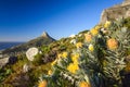 Detail view of yellow Pincushion Leucospermum flowers at Kasteelspoort Hiking Trail in Table Mountain National Park, Cape Town Royalty Free Stock Photo