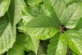 Detail of vine leaf in the rain Royalty Free Stock Photo