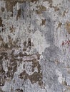 Detail of a vintage door with flaking white paint Royalty Free Stock Photo