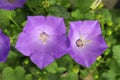 Violet bellflower Campanula carpatica blooming