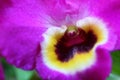 Detail of violet Dendrobium orchid flower with white to yellow to deep purple lower petal, lip and column