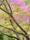 Detail of vivid red and green leaves of ornamental maple tree Royalty Free Stock Photo