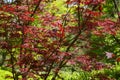 Detail of vivid red and green leaves of ornamental maple tree Royalty Free Stock Photo