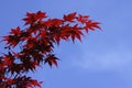 Detail of vivid red and green leaves of ornamental maple tree Royalty Free Stock Photo