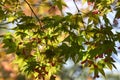 Detail of vivid red and green leaves of ornamental maple tree Royalty Free Stock Photo