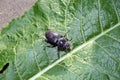 Detail of walking big beetle on horseradish leaf photography Royalty Free Stock Photo