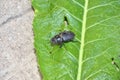 Detail of walking big beetle on horseradish leaf photography Royalty Free Stock Photo