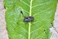 Detail of walking big beetle on horseradish leaf Royalty Free Stock Photo