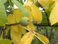 Detail of a wallnut on a tree Royalty Free Stock Photo