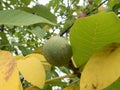 Detail of a wallnut on a tree Royalty Free Stock Photo