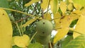 Detail of a wallnut on a tree Royalty Free Stock Photo