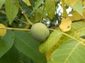 Detail of a wallnut on a tree Royalty Free Stock Photo