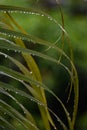 Detail of water droplet leaf of Areca palm Dypsis lutescens Royalty Free Stock Photo